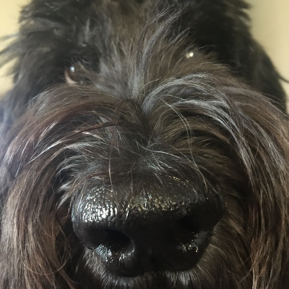 Meet your Posher, Posh